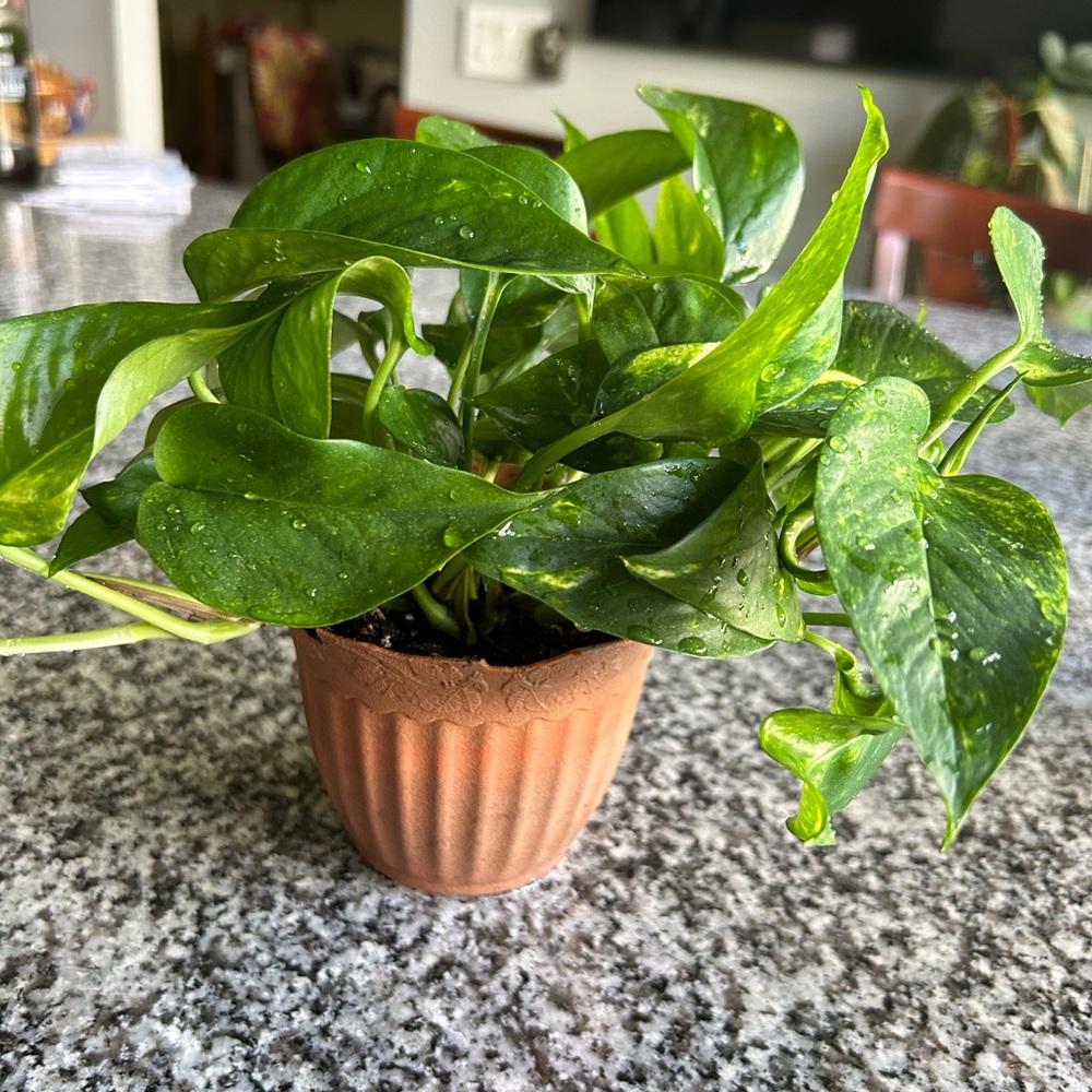 Golden pothos fully rooted